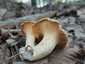 Halvány rókagomba (Cantharellus pallens), Őrség